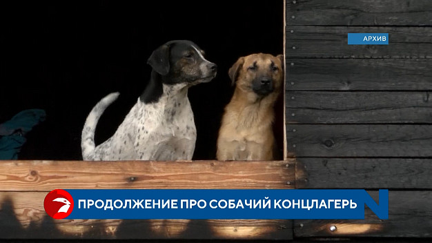 В «собачий концлагерь», по решению суда, приедут с проверкой